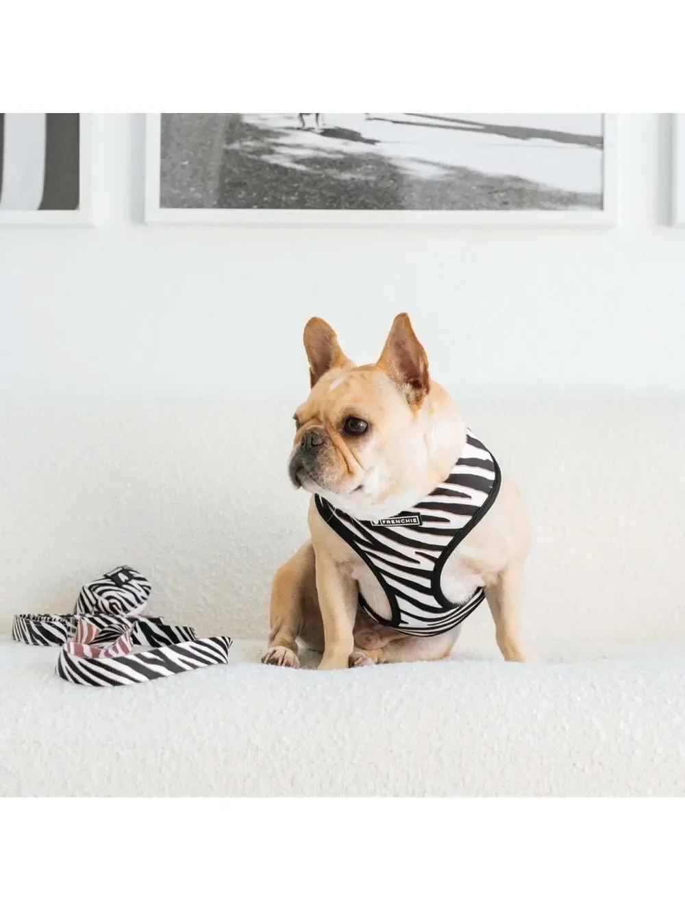 Frenchie Bulldog Duo Reversable Zebra Dog Harness/Leash/Bag Holder/Collar Set